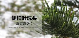 侧柏叶洗头和生姜擦头皮 哪个生发偏方效果更好?