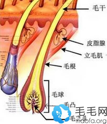 头发生长的原理