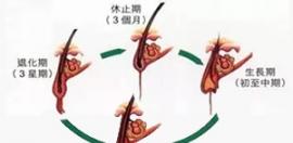 植发狂脱期持续多久之后才能长出新的头发?
