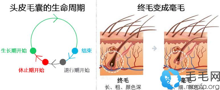 头皮毛囊的生命周期