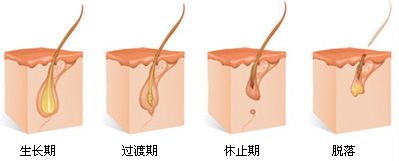 毛发生长周期