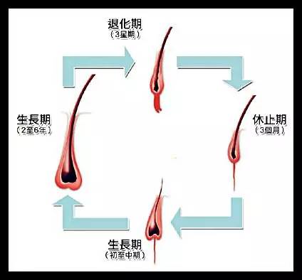 毛发生长周期