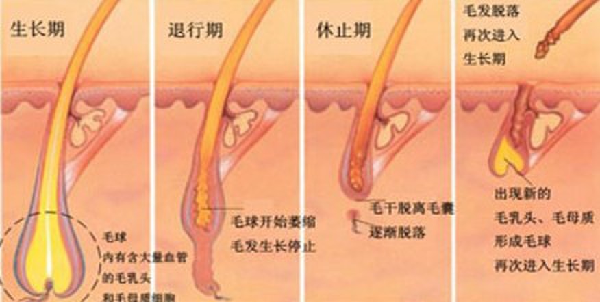 毛发生长期说明图