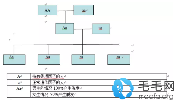 脱发基因遗传概率图表