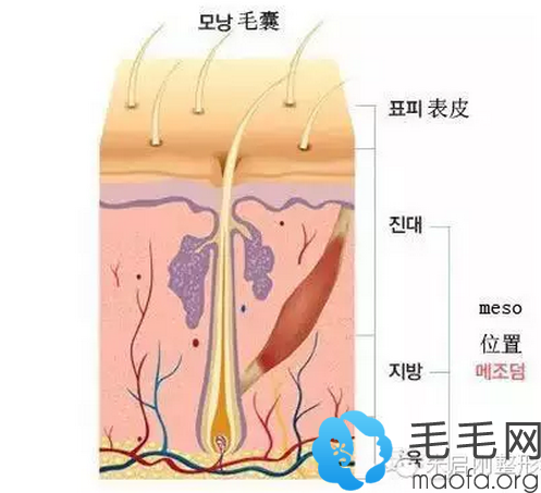 胚层位于皮肤的表皮和真皮层之间