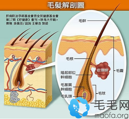 毛发结构解剖图