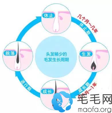 毛发的生长周期示意图