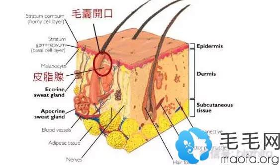 使用米诺地尔治疗原理图