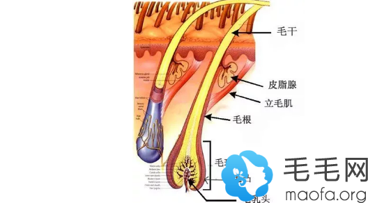 发际线后移和毛囊状况密不可分