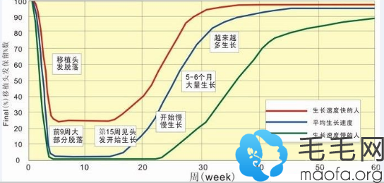 植发后头发生长周期图