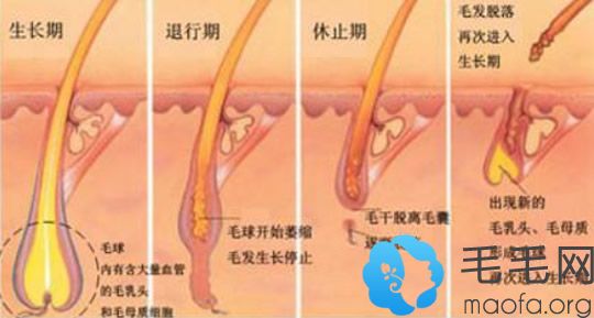 头发的生长周期