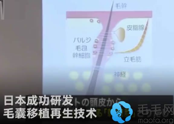 日本研发的毛囊移植再生技术在老鼠上实验成功