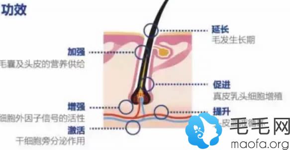 aape生发技术的原理