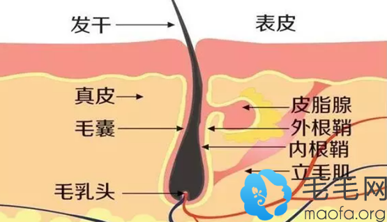 掉落的头发根部包裹的小白点是什么