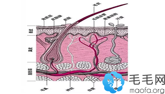 弄清楚小白点前了解一下什么是毛囊