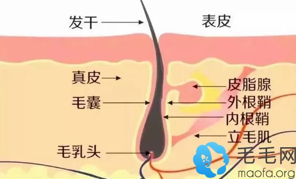 为什么头发出油用控油洗发水没有效果，还越洗越油？