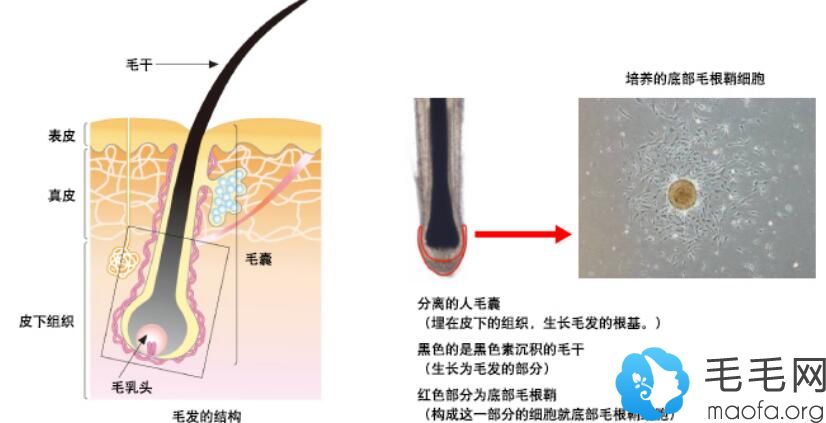 资生堂的replicel的克隆技术