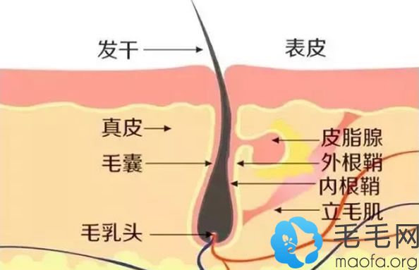 毛囊结构示意图