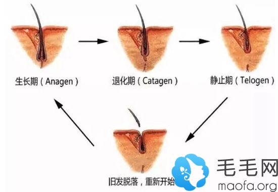 毛囊的退化生长周期