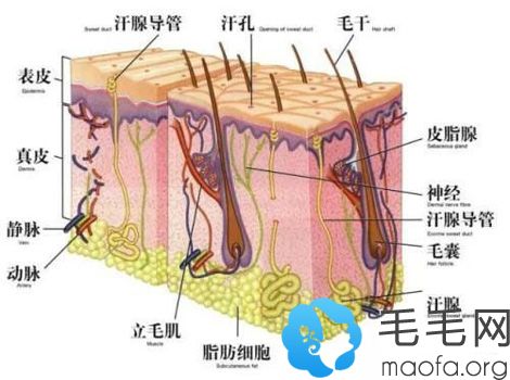 头发毛囊结构示意图