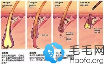 毛囊生长周期示意图