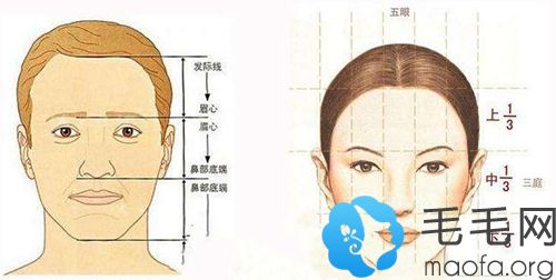 标准的发际线设计比例