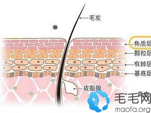 遇到脱发不要慌张