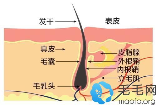 脂溢性脱发的治疗方法