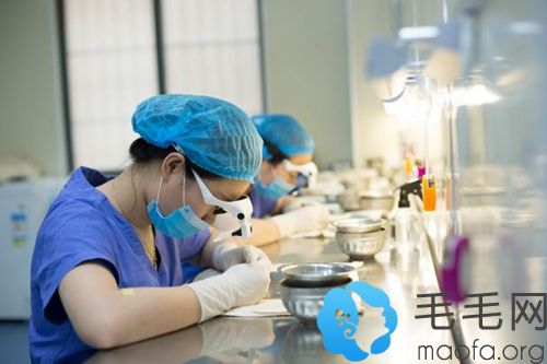植发过程中分离毛囊