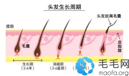 头发生长周期示意图