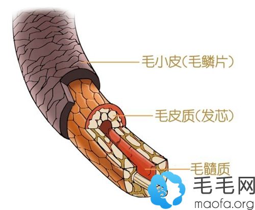 染发多少都会损伤毛发，所以要适量