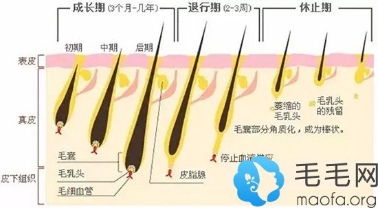 头发的生长周期示意图