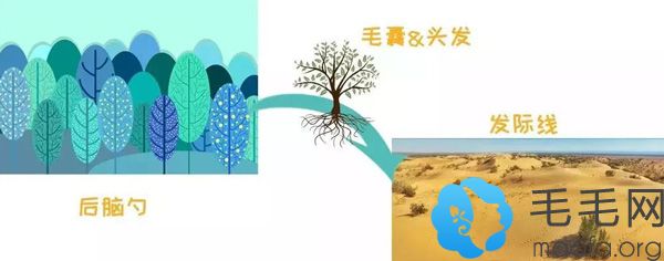 植发手术理论解释