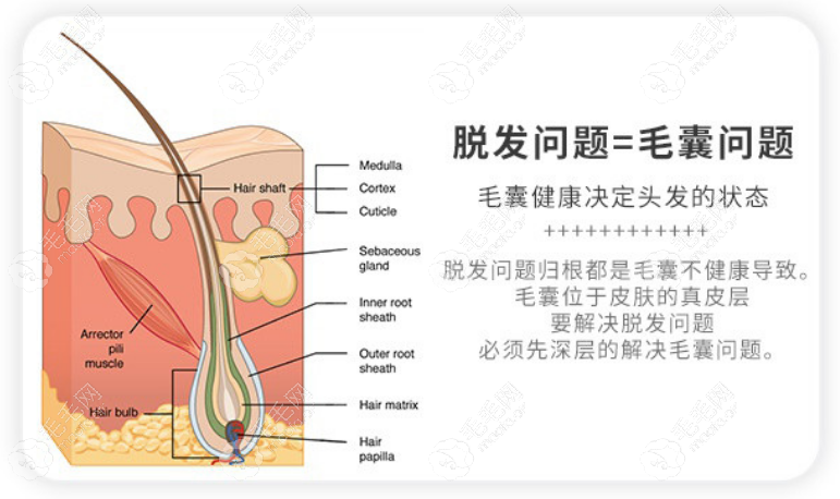 脱发的根本原因