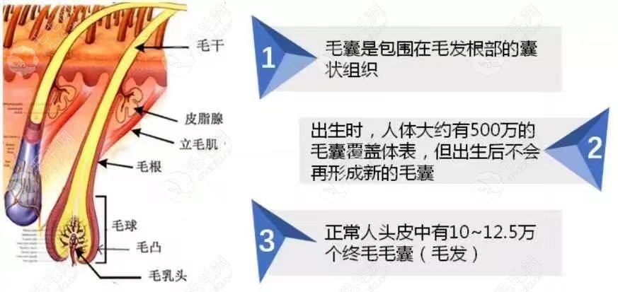 倍生skm密发小棕瓶有效吗