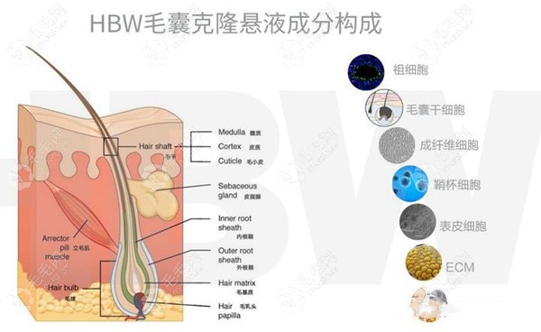 毛囊克隆技术生发原理