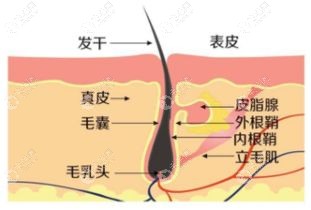 毛囊的生长结构