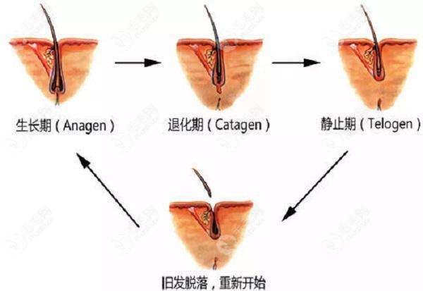 毛囊生长周期情况