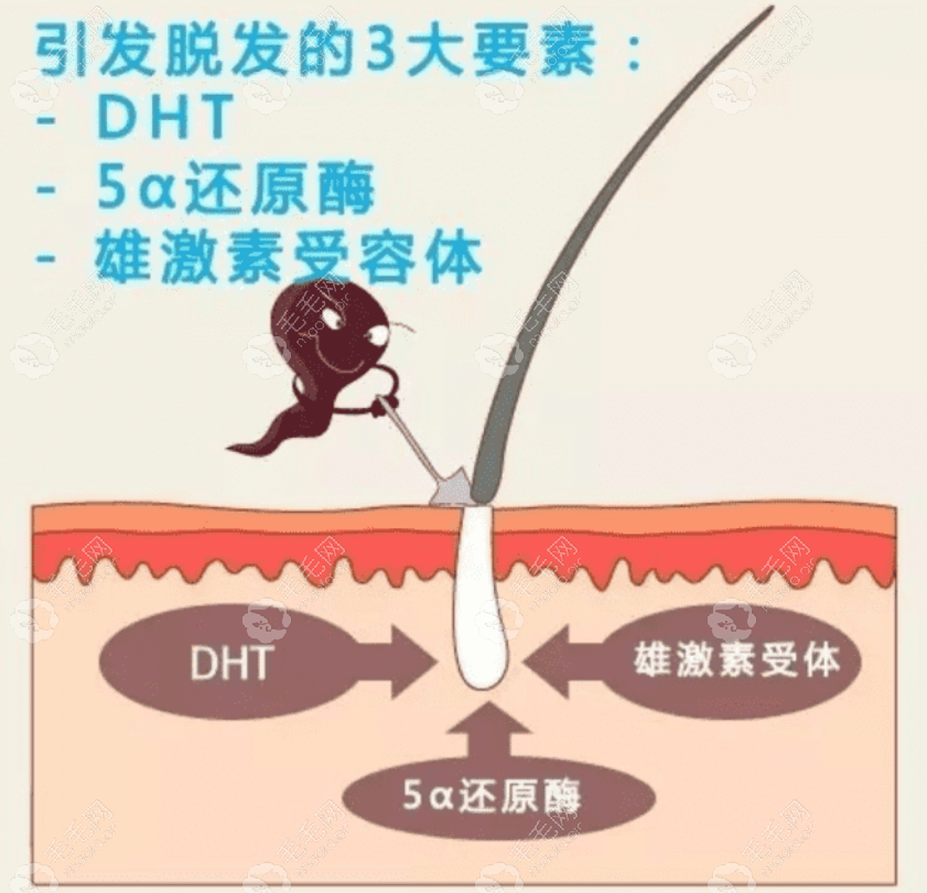 药物为什么可以防脱生发