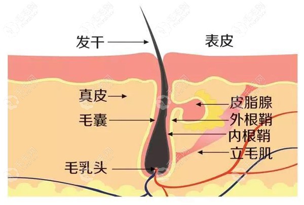 滁州种植头发的价格(植发2000)可参考滁州植发比较好的医院