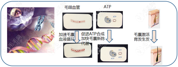 肯波迪毛力塑的作用原理