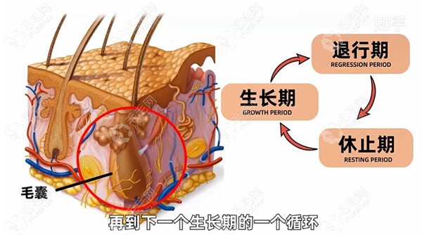 頭發(fā)的自然生長(zhǎng)規(guī)律