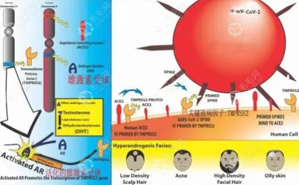 新冠肺炎病毒对掉头发的影响