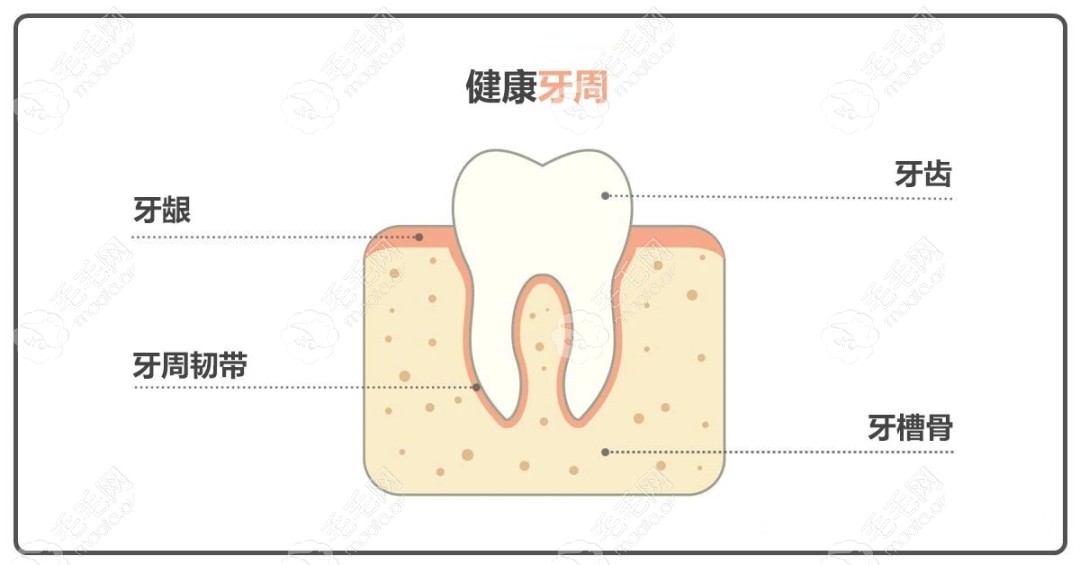 健康牙周的照片