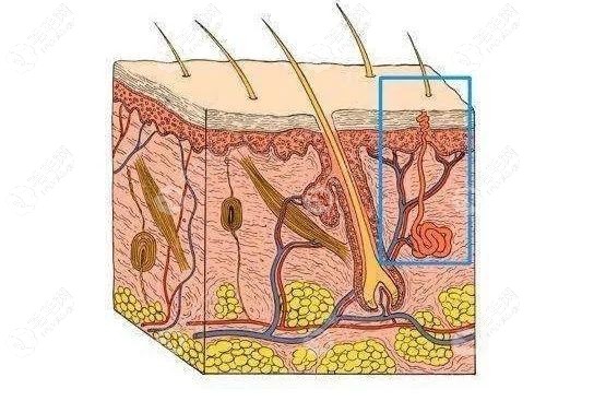 毛囊萎缩解剖示意图