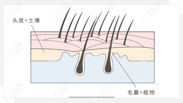 头皮相当于土壤，毛囊就像种子一样。