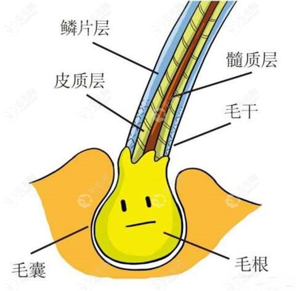 怎么知道自己的毛囊是否健康,假如头发毛囊有问题该咋办