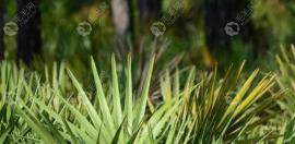 棕櫚樹對頭發(fā)的作用是什么?聽說鋸棕櫚可以治脫發(fā)是真的嗎
