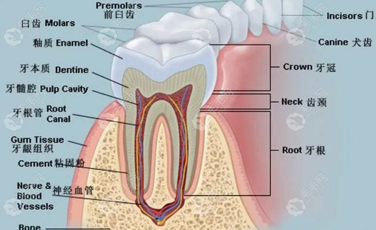 完好牙齿结构图