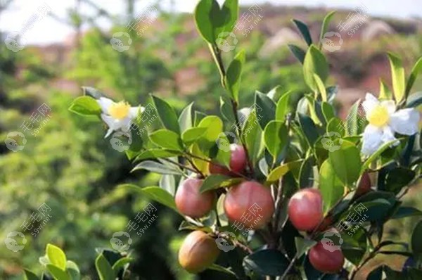 山茶油的功效